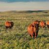 Deal to protect ranch from development means family can keep raising cattle there