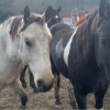 ‘Wild’ horses of Lil’wat Nation dominating conversations in small BC community