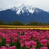 BC's longest-running tulip festival reborn near Harrison Hot Springs