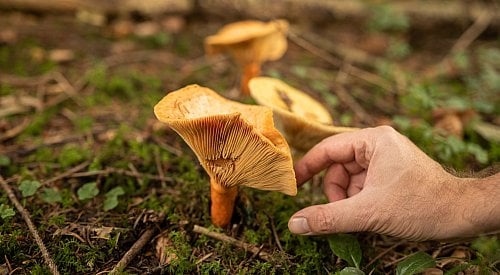 Little Shuswap Lake Indian Band issues warning to mushroom pickers