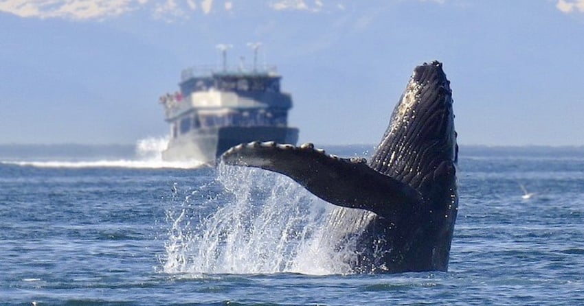 Canadian and US regulations are at odds in the Salish Sea, and whales are caught in the middle