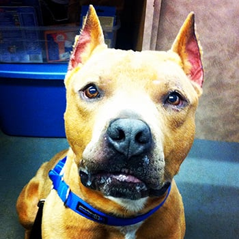 <who> Photo Credit: BC SPCA </who> Elvis is a dog who came into the BC SPCA's care with cropped ears.