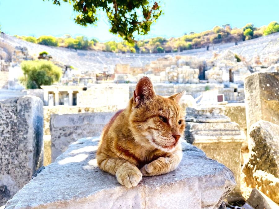 <who>Photo credit: Steve MacNaull/NowMedia Group</who>Garfield of Ephesus in front of the 20,000-seat Grand Amphitheatre at the archaeological site in Turkey.