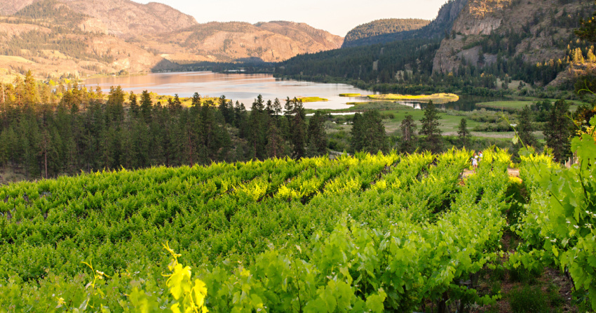 <who>Photo credit: Jon Adrian</who>Noble Ridge Winery has 24 acres of pristine vineyards.