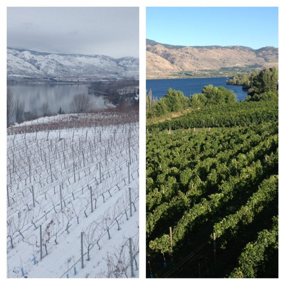 </who>Side-by-side photos of what LaStella's vineyards look like winter and summer.