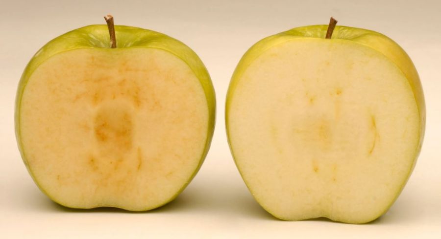 <who>Photo Credit: Okanagan Specialty Fruits</who>The Arctic apple on the right does not brown as quickly as another variety of apple on the left.