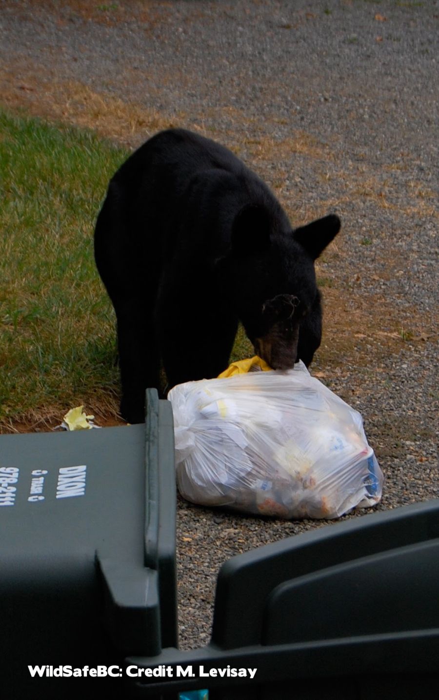 <who>Photo Credit: WildSafeBC/M. Levisay