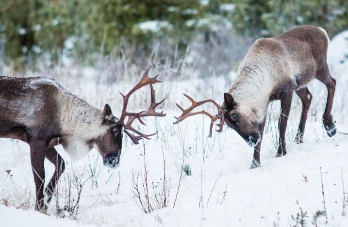 <who>Photo credit: David Moskowitz/Wilderness Committee</who>The southern mountain caribou is a unique ecotype of the more common woodland caribou. Both are the same species as the reindeer of northern Europe and Siberia.