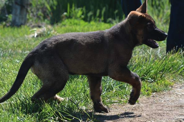 <who> Photo credit: RCMP </who> More Hank.