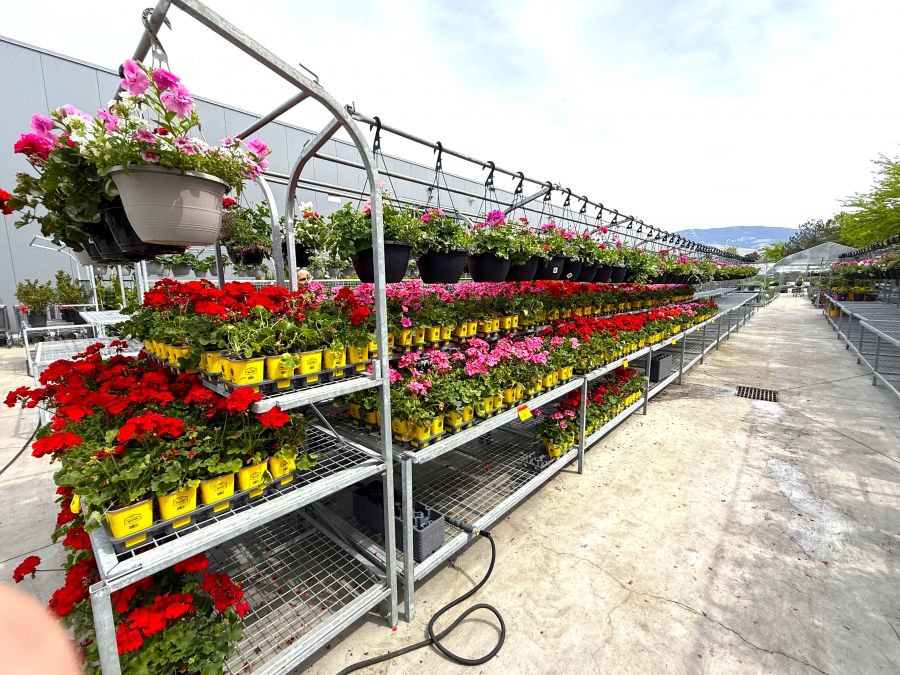 </who>Flowers as far as the eye can see at the Garden Centre.