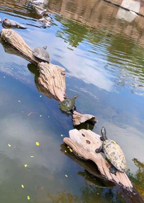<who>Photo Credit: The Wild Lifers</who>Residents say the current state of Frazer Lake puts the western painted turtles, already on BC's Blue List, at even more risk.