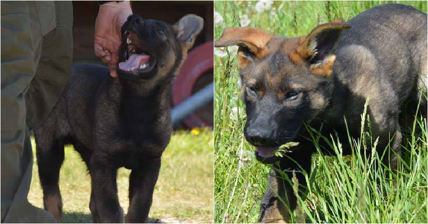 <who> Photo credit: RCMP </who> Hank.