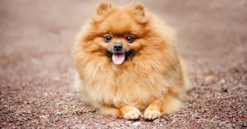 <who> Photo credit: 123RF </who> A stock image showing a Pomeranian.