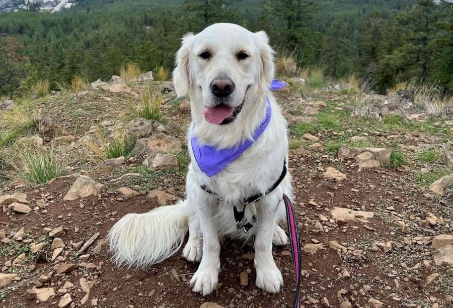 <who>Photo Credit: Contributed</who>Ruth is a 2.5-year-old golden retriever who is missing in Myra-Bellevue Provincial Park. She's currently wearing a pink harness and turquoise bandana.
