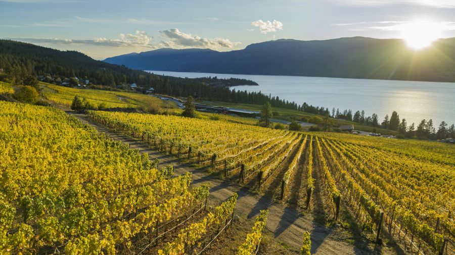 </who>An ideal view of a healthy Okanagan vineyard in years past.