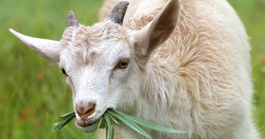 More jail time for BC man who killed his mother's goats