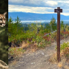 Kelowna's deer, elk, moose, bear, cougar, lynx and badger are happy
