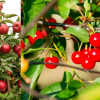 Okanagan orchardists livid that irrigation water has been shut off