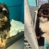 Ontario man wanted Canada-wide arrested on BC highway with 5 stolen animals in car