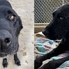 Senior dog with health issues found wandering alone now recovering at Kelowna SPCA