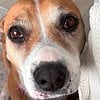 Kelowna dog rescue raising vital funds through annual online 50/50
