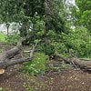 Near miss in City Park as Kelowna windstorm brings down huge tree branch