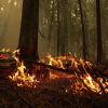 Multiple early season wildfires burning in Cariboo and Prince George regions