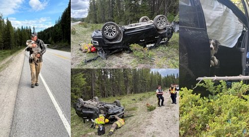 Dog that went missing after crash near Big White found safe after 3 days