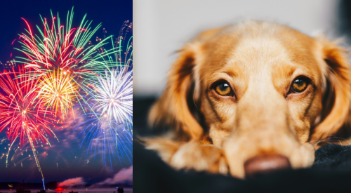 Is your dog going to freak out at the Canada Day fireworks?