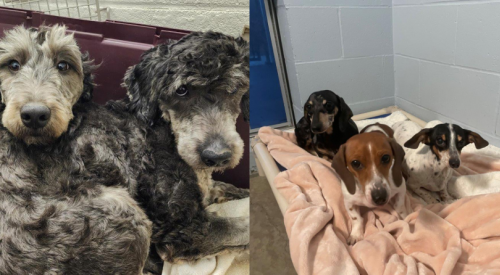 31 dogs rescued from ‘irresponsible breeder’ in BC Interior after animal cruelty investigation