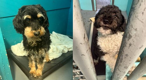 Ontario man wanted Canada-wide arrested on BC highway with 5 stolen animals in car