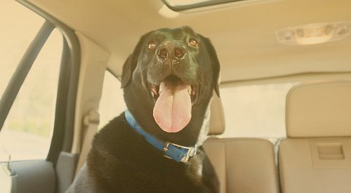 ‘Potentially fatal consequences’: Don’t be a moron and leave your dog in a hot car